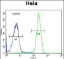 FOXK1 Antibody (C-term)